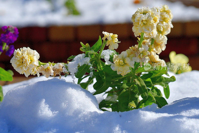 冬天的花与雪:砧木花/ Matthiola incana